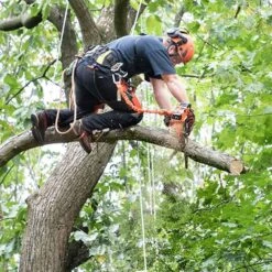 Echo DCS-2500TC 56 EFORCE Cordless Top Handle Chainsaw With Carving Bar (Bare Tool) -Greenworks Sale Shop echo dcs 2500t chainsaw lifestyle 2 1