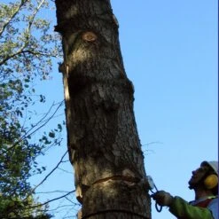 GTM Professional Conyfair Rattlewedge Splitter 11 GTM Professional Conyfair Rattlewedge Splitter -Greenworks Sale Shop rattlewedge lifestyle 3